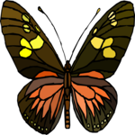 Butterfly 065