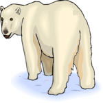 Bear - Polar 13