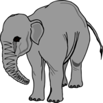 Elephant 11