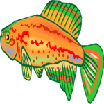 Killifish 16