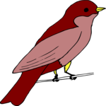 Bird Perched 13