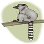 Lemur 4