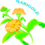 Marigold 3 Clip Art