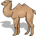 Camel 18
