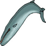 Fin Whale