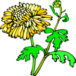 Chrysanthemum 1