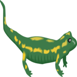 Salamander Clip Art