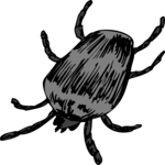 Beetle 23
