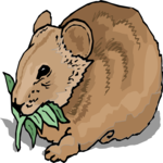Wombat 3