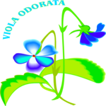 Viola Odorata Clip Art