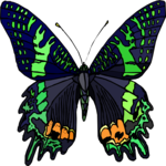 Butterfly 117
