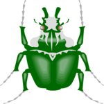 Beetle - Goliath