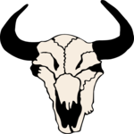 Steer Skull 14