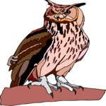 Owl 36