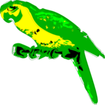 Parrot 03