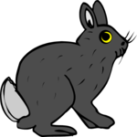 Rabbit 10