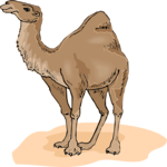 Camel 19