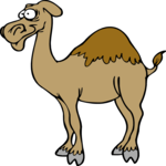Camel 16