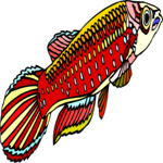 Killifish 01