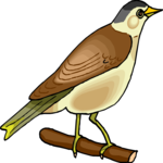 Bird Perched 54