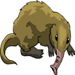 Shrew - Long-Nosed 2