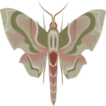 Moth 23 Clip Art
