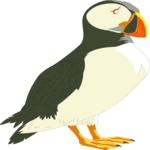 Puffin 01