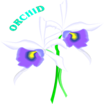 Orchid 6