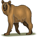 Bear 26