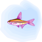 Rasbora 2 Clip Art