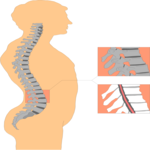 Spinal Column