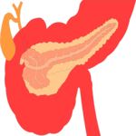 Internal Organs 2 Clip Art