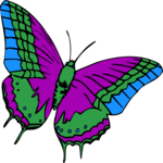 Butterfly 029