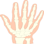 Bones - Hand Clip Art