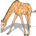 Giraffe 18