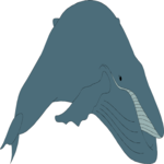 Whale - Humpback 3