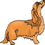 Dog 127