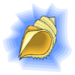 Sea Shell 46