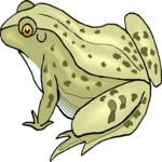 Frog 13