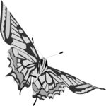 Butterfly 017