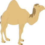 Camel 05