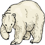 Bear - Polar 10