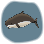 Whale - Dwarf Sperm