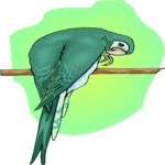 Conure 3 Clip Art