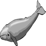 Whale - Gray 1