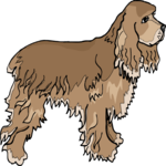 Cocker Spaniel 3