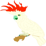 Cockatoo 01