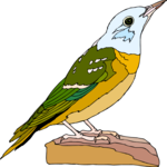 Bird 210