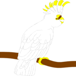 Cockatoo 02