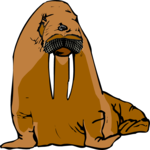 Walrus 01